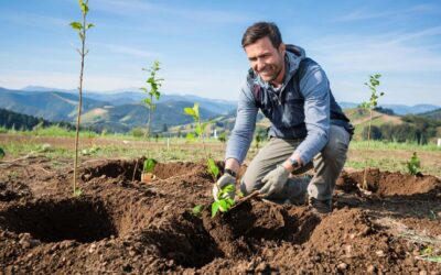 Какие деревья посадить на участке